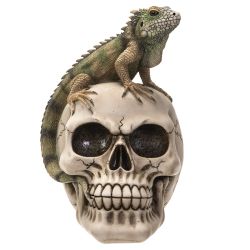 Iguana On Skull (Click Pic)